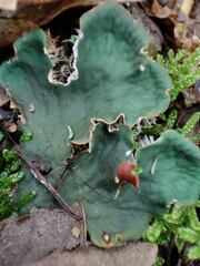 Peltigera ponojensis