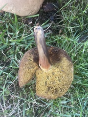 Xerocomellus diffractus