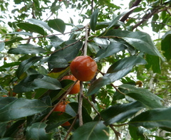 Petalostigma pachyphyllum