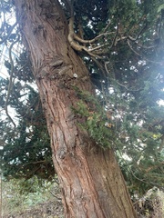 Cupressaceae