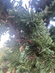 Cupressaceae