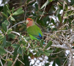 Agapornis roseicollis