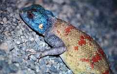 Agama bibronii