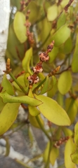 Phoradendron berteroanum