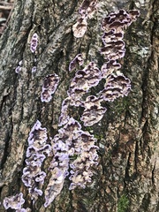 Chondrostereum purpureum