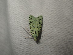 Izatha peroneanella