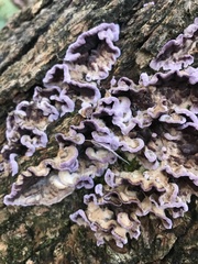 Chondrostereum purpureum