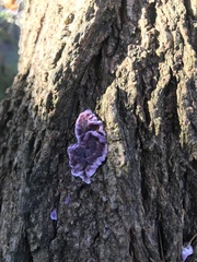 Chondrostereum purpureum