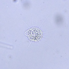 Heliozoa