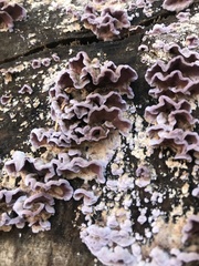 Chondrostereum purpureum