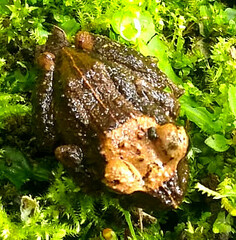 Pristimantis lutitus