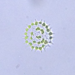 Pseudopediastrum