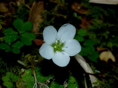 Oxalis magellanica