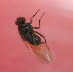 Minettia longipennis