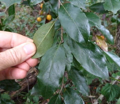Petalostigma pachyphyllum