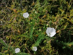 Linum monogynum monogynum