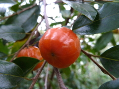 Petalostigma pachyphyllum