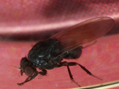 Minettia longipennis