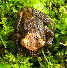 Pristimantis lutitus