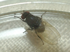 Minettia longipennis