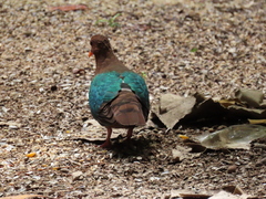 Chalcophaps longirostris