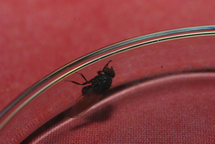 Minettia longipennis