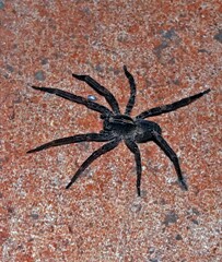 Centroctenus brevipes