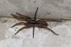 Prochora lycosiformis