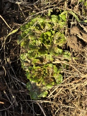 Sanicula arctopoides