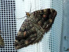 Triphosa dubitata