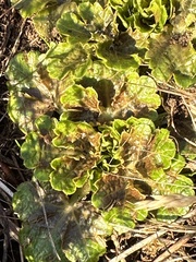 Sanicula arctopoides