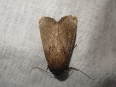 Bityla defigurata