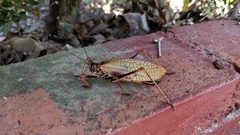 Pterophylla beltrani