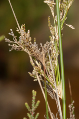 Juncus pallidus