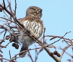 Glaucidium gnoma