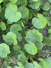 Malva parviflora