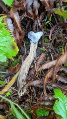 Hypomyces cervinigenus