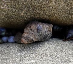 Austrolittorina cincta