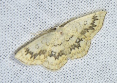 Cyclophora annularia