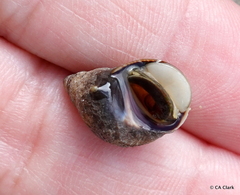 Austrolittorina cincta