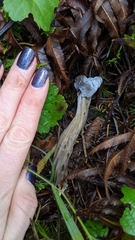 Hypomyces cervinigenus