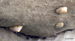 Cellana radians