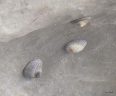 Cellana radians
