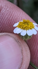 Perityle emoryi