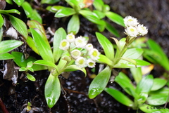 Anaphalioides trinervis