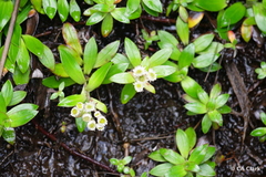 Anaphalioides trinervis