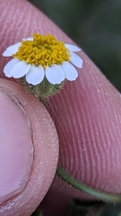 Perityle emoryi