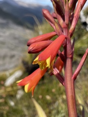 Blandfordia punicea