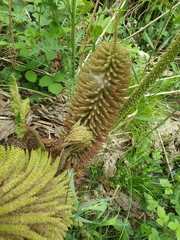 Gunnera