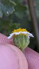 Perityle emoryi